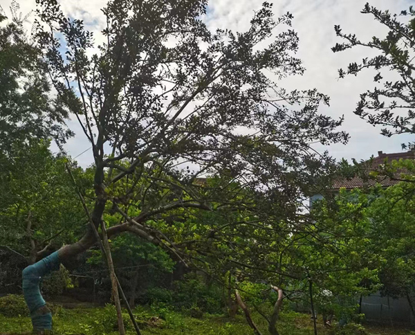 25�������͞��꣨�h֦��