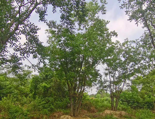 30-100���օ������