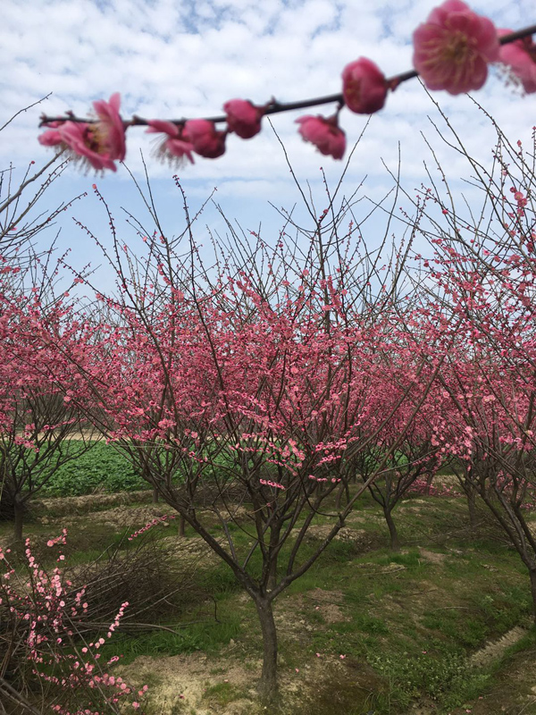 8���ּt÷��