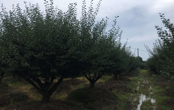 15-30���ּ޽Ӽt÷��