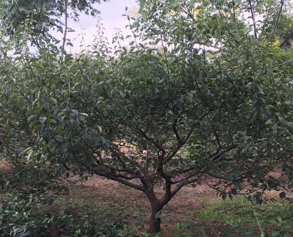 12���ּt÷��