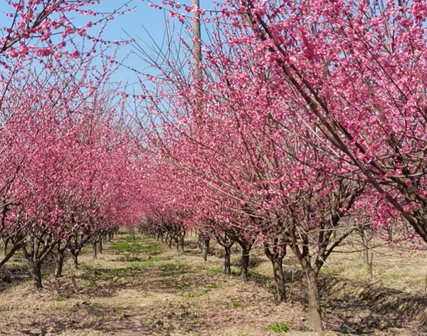 10���ּt÷��