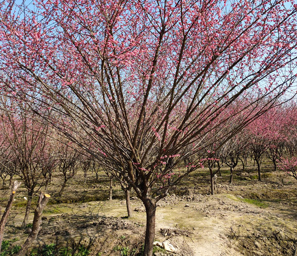 11���ּt÷��