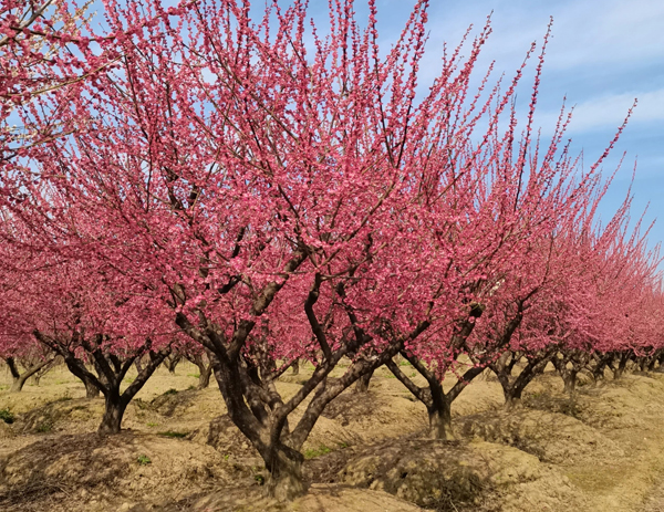 22���ּt÷��