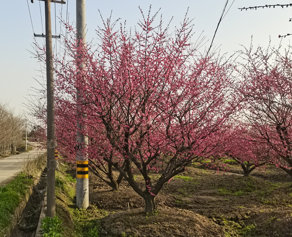 25���ּt÷��