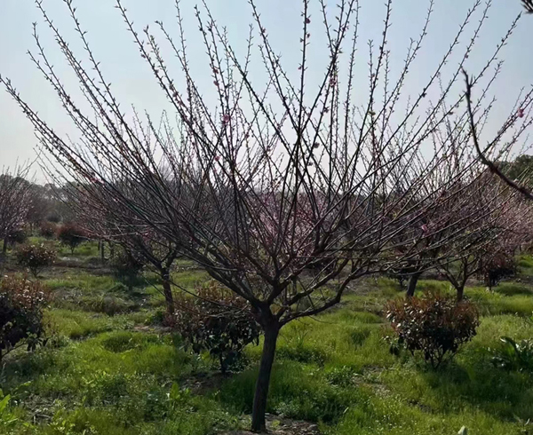 6���ּt÷��