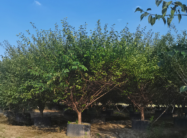 13���ּt÷��