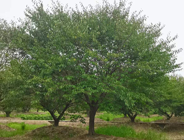 16���ּt÷��