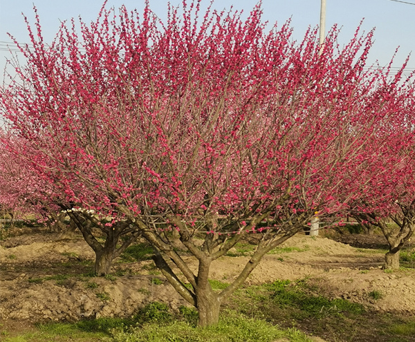 21���ּt÷��