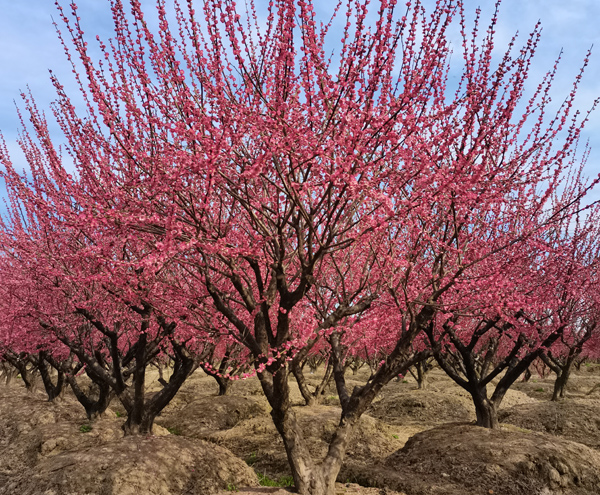 24���ּt÷��