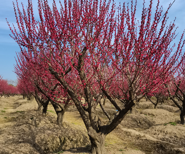 26���ּt÷��