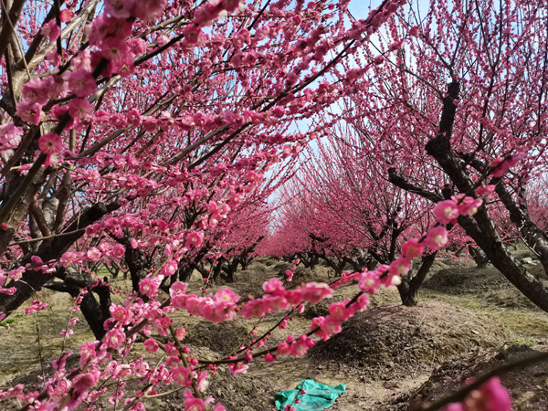 27���ּt÷��