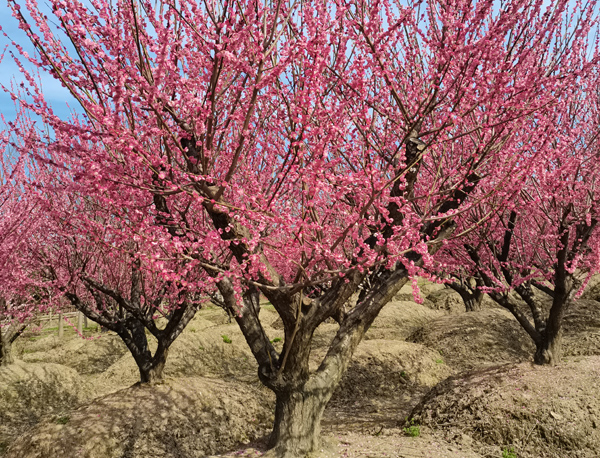 28���ּt÷��