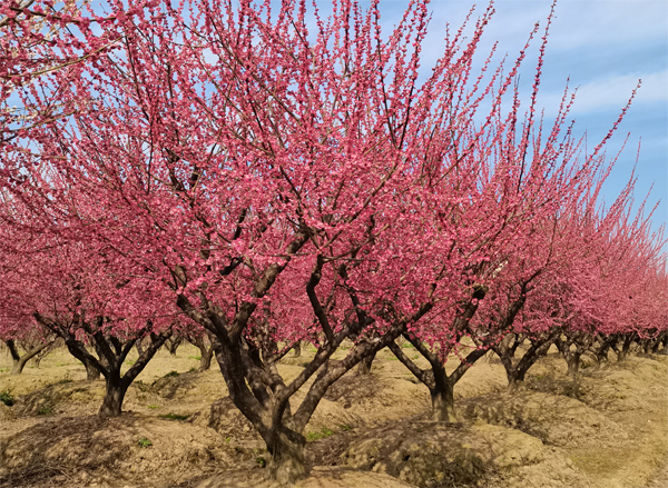 29���ּt÷��