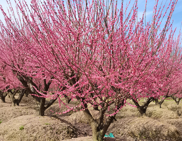 30���ּt÷��