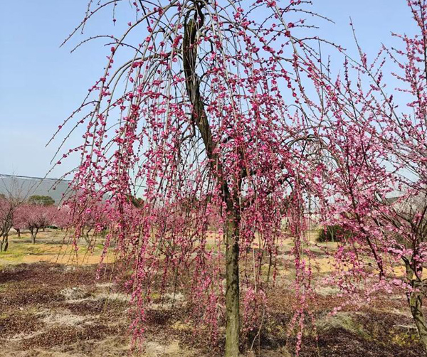 8���ִ��z÷