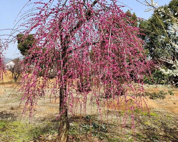 10���ִ��z÷