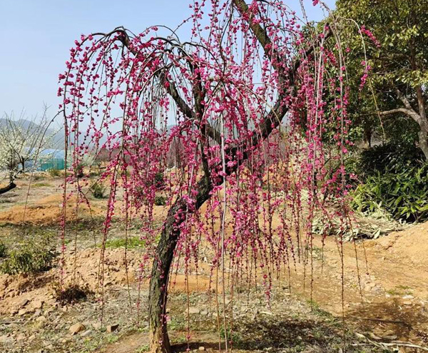 12���ִ��z÷