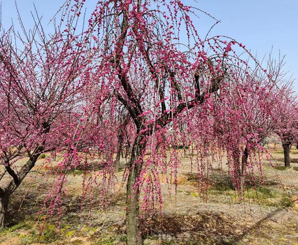 15���ִ��z÷