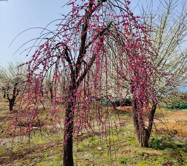 18���ִ��z÷