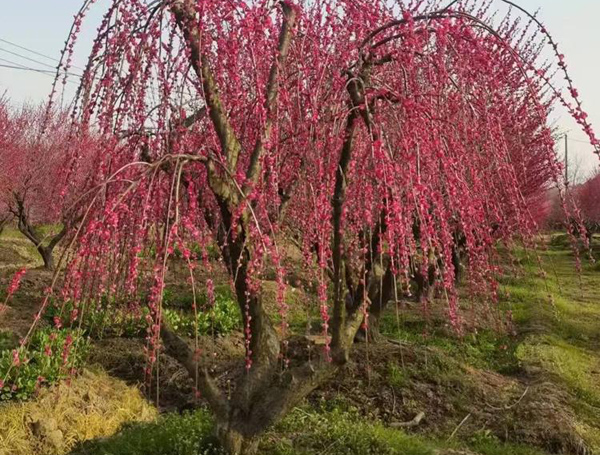 35���ִ��z÷