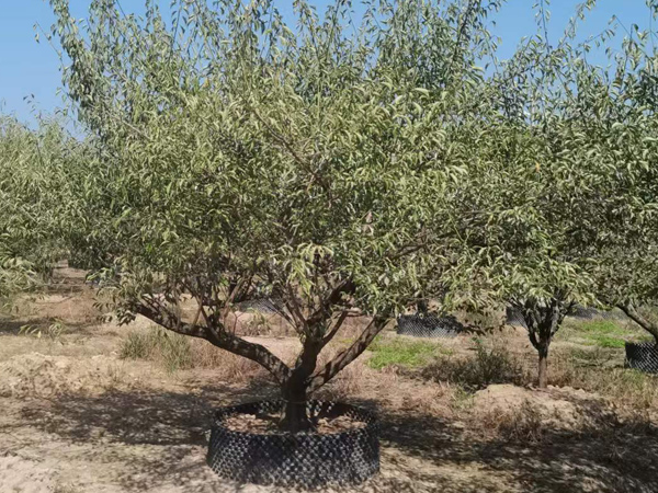 �����t÷��