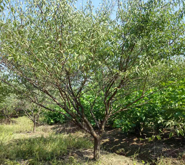 10-15���־�Ʒ�t÷