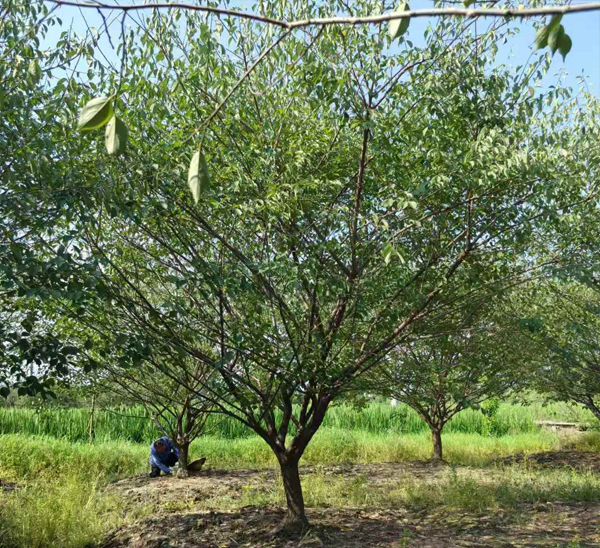 10-15���־�Ʒ�t÷