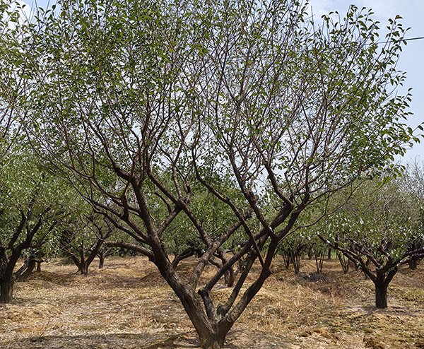 20-25������ɰ�t÷�Nֲ����չʾ