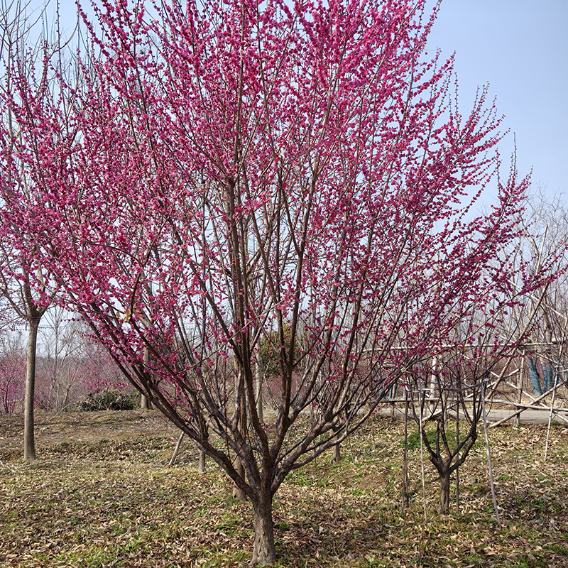 8���ּt÷��