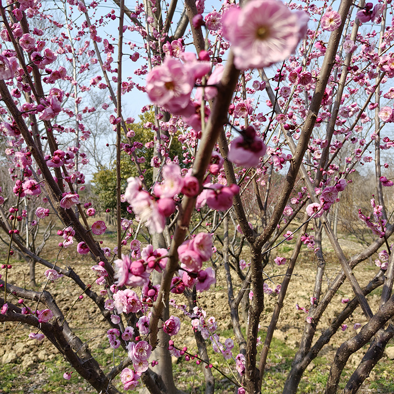 7-10���֌m��÷