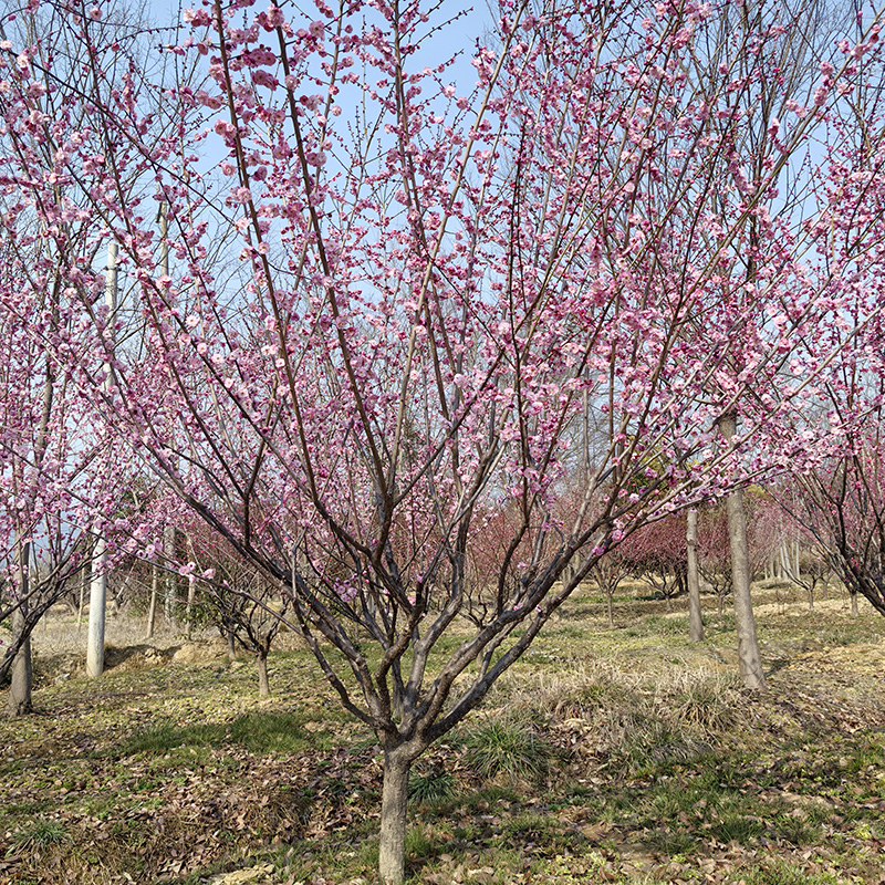 7-10���֌m��÷