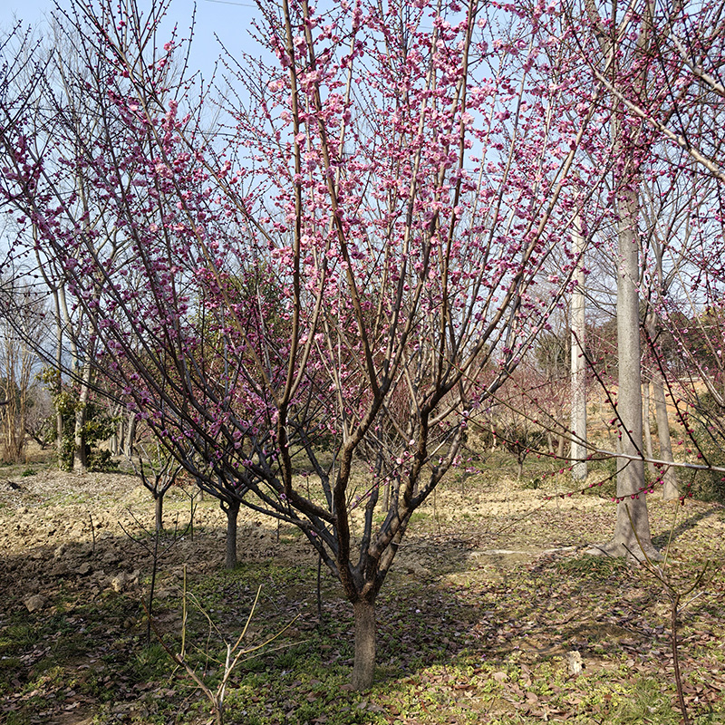 7-10���֌m��÷