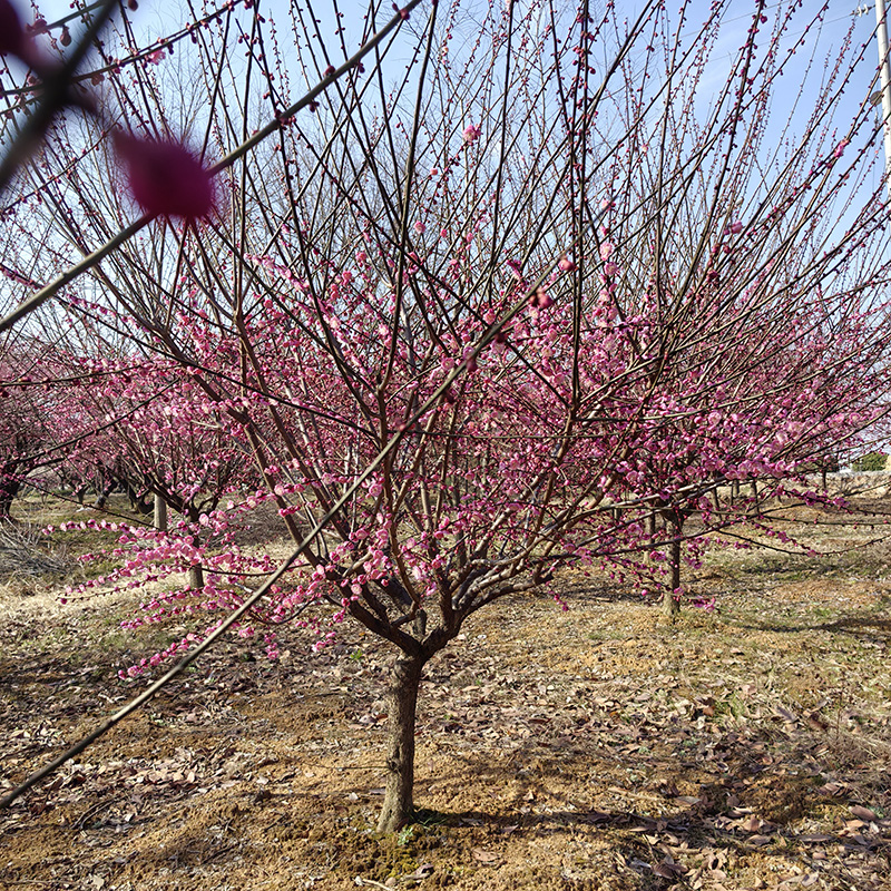 6-8���ּt÷��ô�x