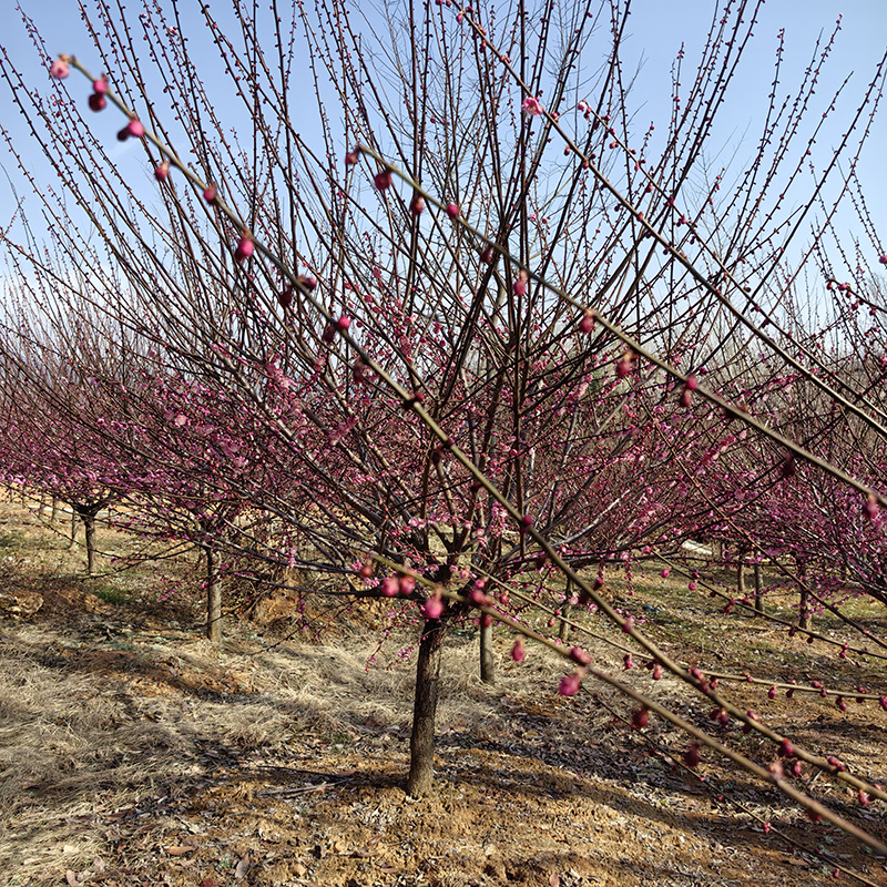 6-8���ּt÷��ô�x