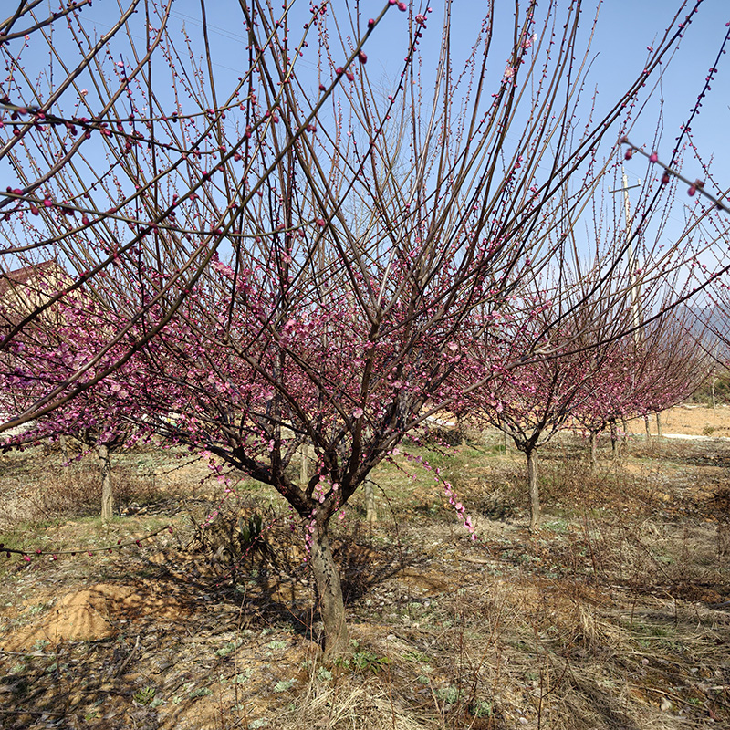 6-8���ּt÷��ô�x