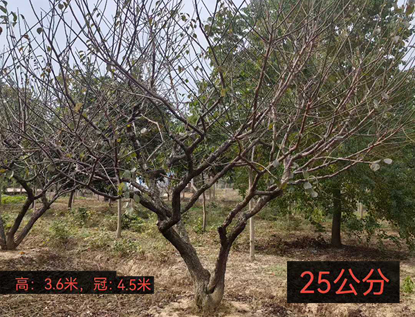 25���ּt÷��