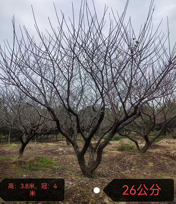 26���ּt÷��