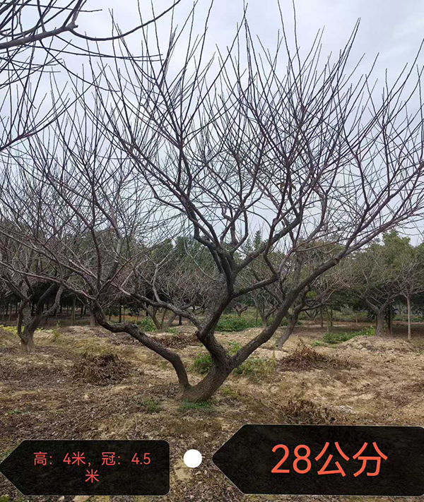 28���ּt÷��